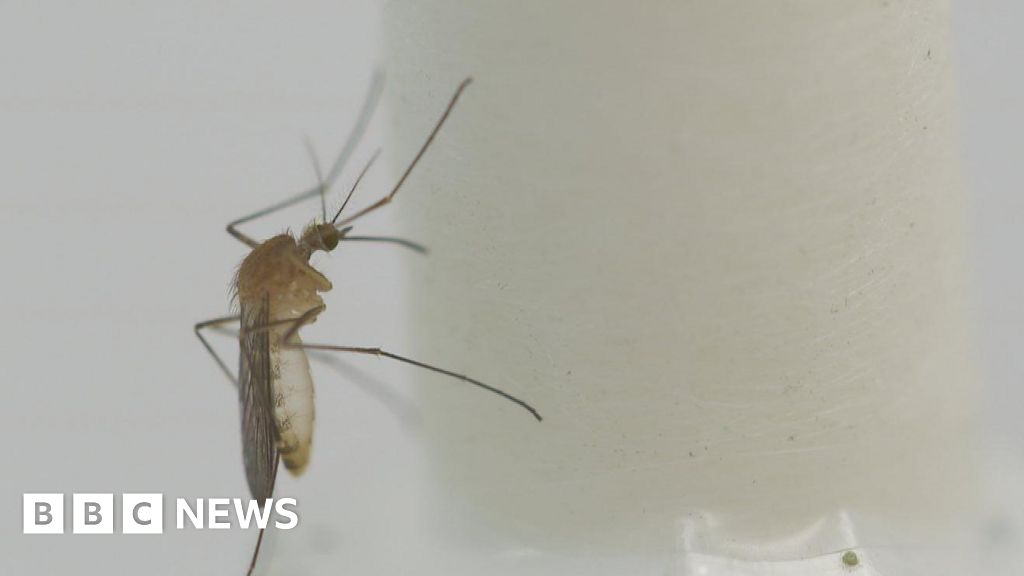 Mosquitoes found across Scotland as temperatures warm