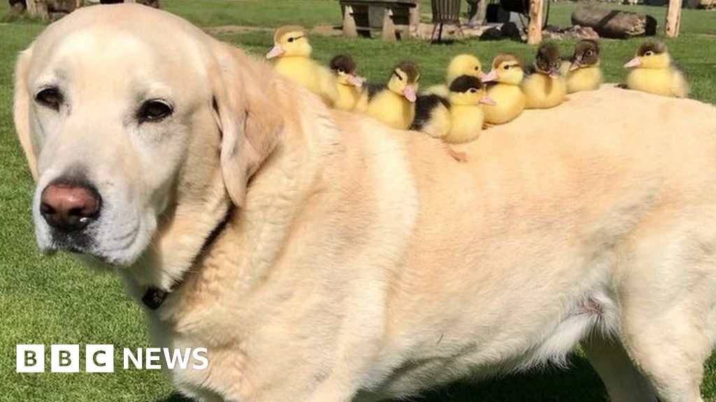 Dog 'adopts' nine orphaned ducklings at Essex castle