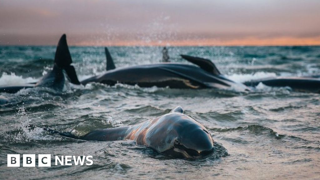 New Zealand whales: Authorities to move 300 carcasses - BBC News