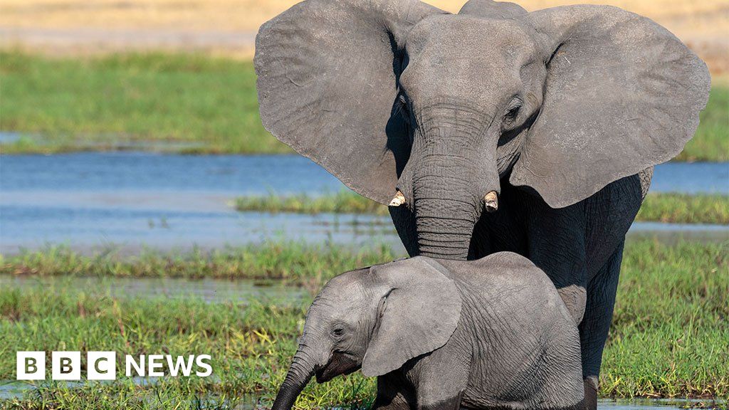 Коридори за слонове: Натоварените хоботни пътища, през които местните се грижат да пресекат