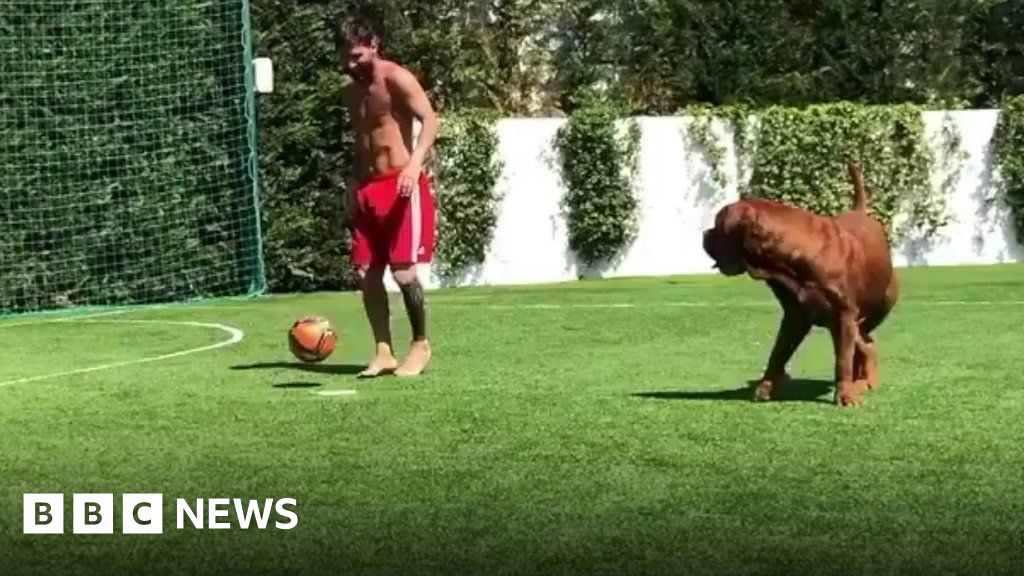 Dog invades football pitch during match - BBC News