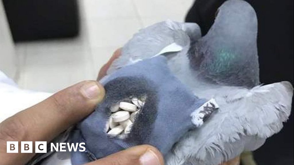 Pigeonsdoingthings @pigeonsDT Police caught pigeon wearing a tiny