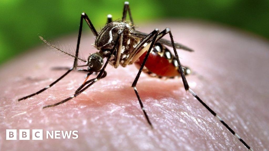 Mosquito-borne diseases becoming increasing risk in Europe