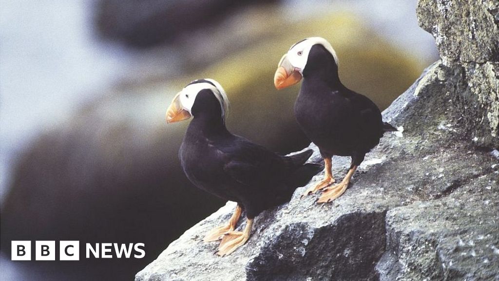 Climate Change Spells Peril for Puffins (Updated) - The National