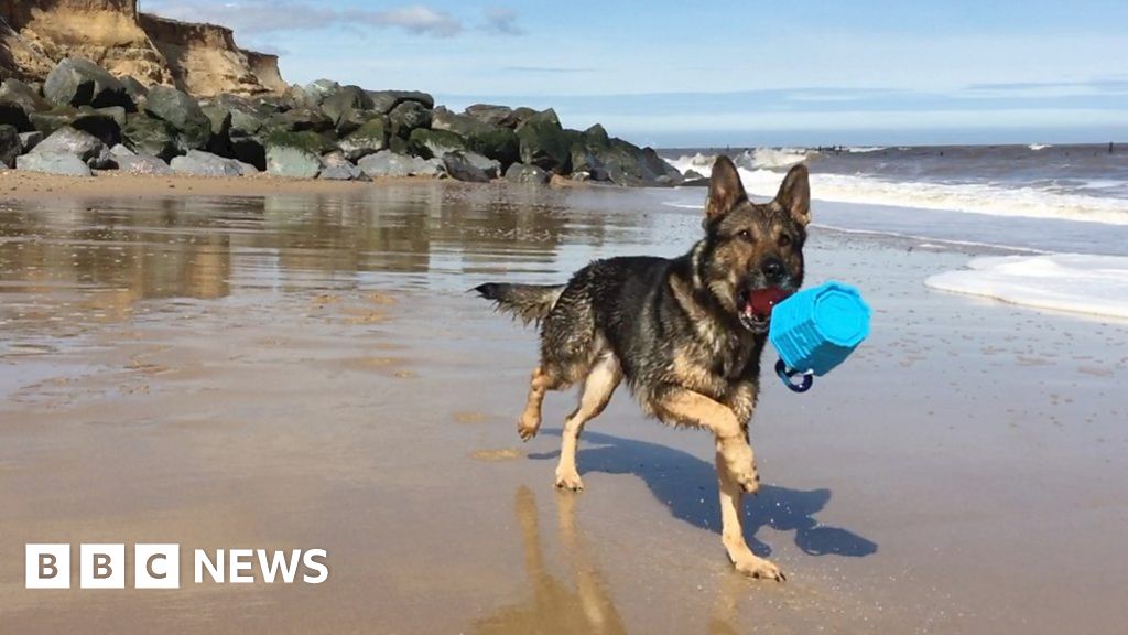 'Hero' ex-police dog Finn makes a splash