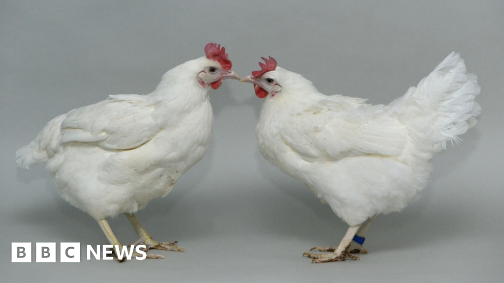 Bird flu: Scientists see gene editing hope for immune chickens