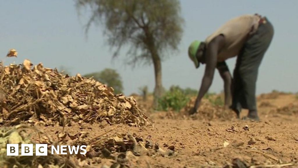Soil turning to sand in Senegal BBC News