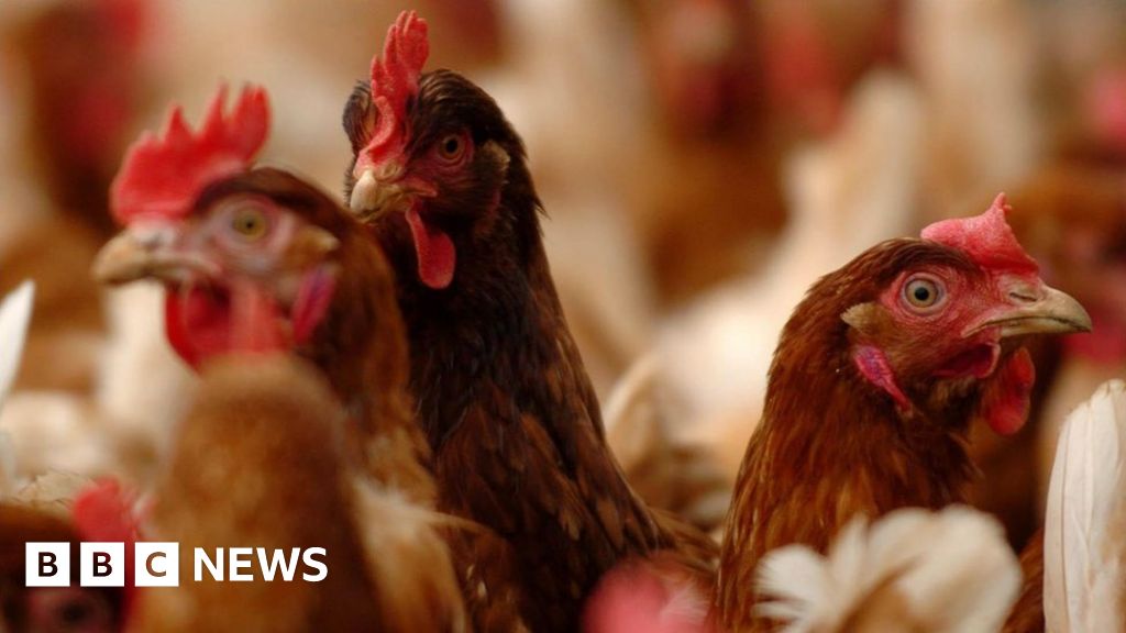 Birds To Be Culled After Staffordshire Avian Flu Outbreak - BBC News