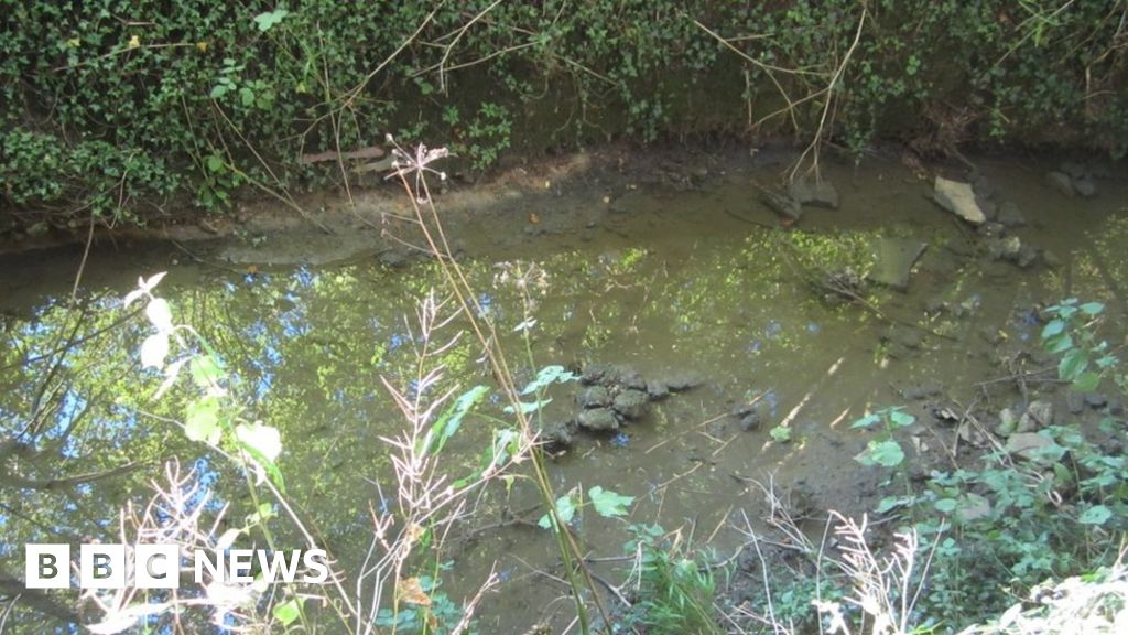 Northamptonshire brook sewage pollution: Anglian Water fined £146k - BBC News