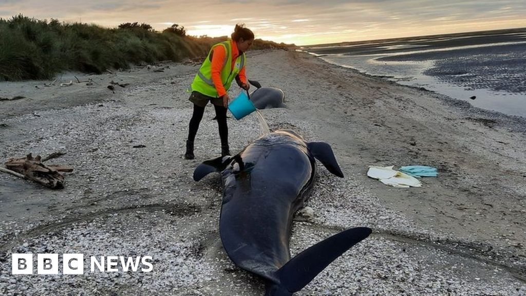 Dozens of pilot whales die at notorious New Zealand beach