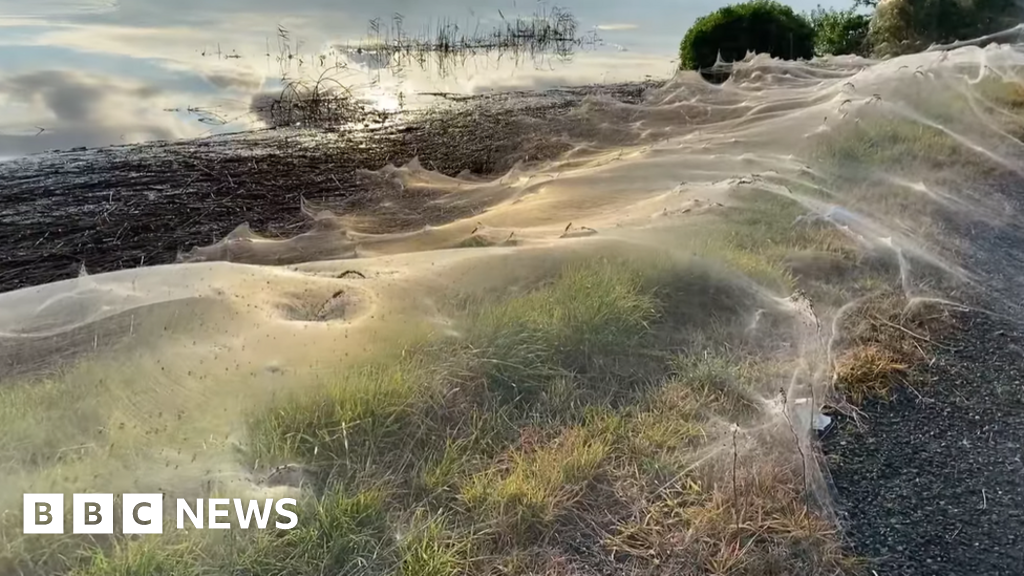 World's widest web? Flood-hit spiders find higher ground, Spiders