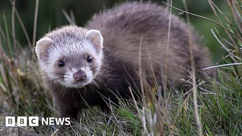 Puffins: Rats and ferrets targeted to protect Rathlin Island seabirds ...