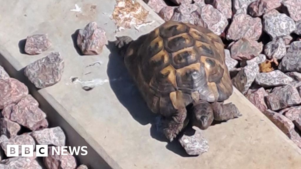 Missing Tortoise Rescued from Railway Tracks