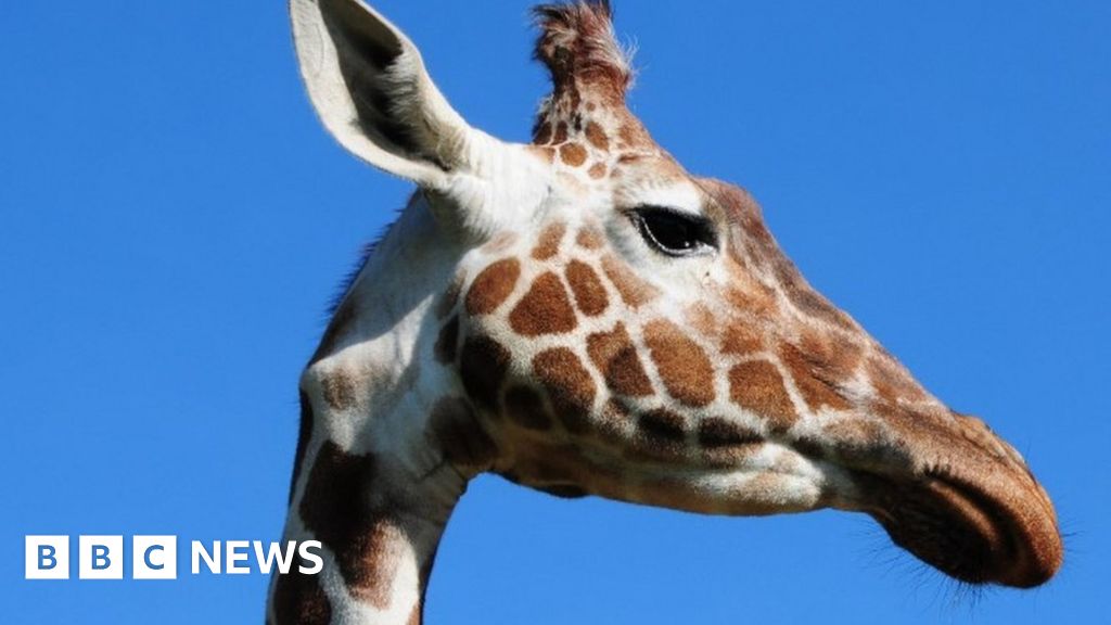 Taking giraffes for a scientific walk - BBC News