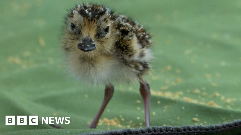 Conservation heartbreak for endangered bird - BBC News