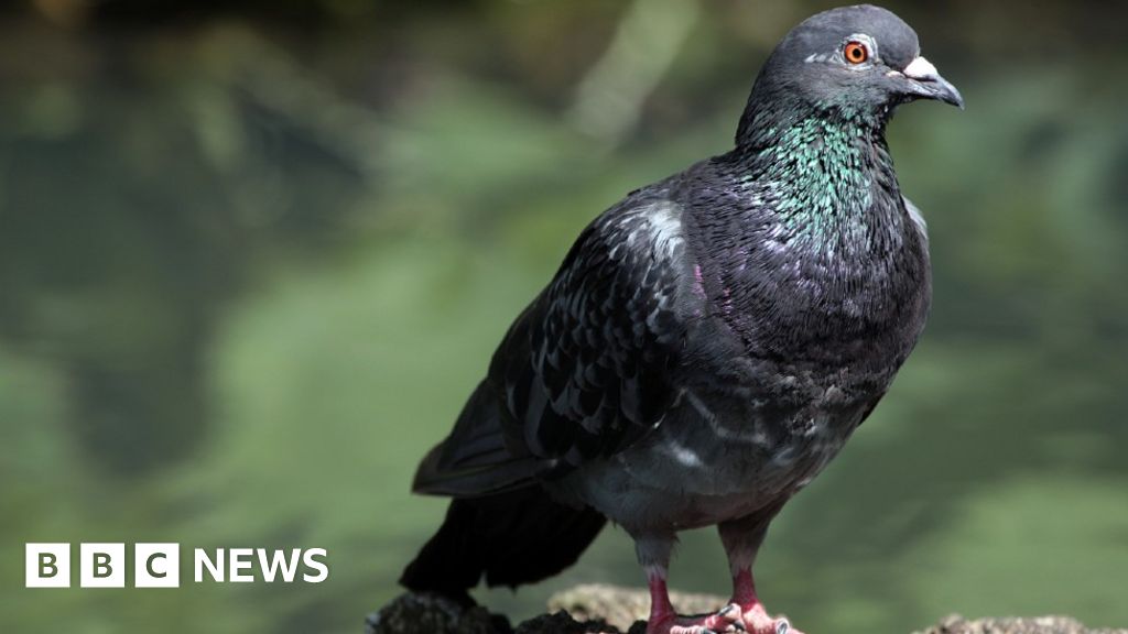 Spikes on trees in Oxford to 'stop bird poo' - BBC News