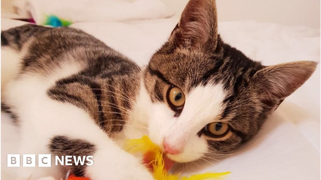 Stowaway Cat Has New Home With Basingstoke Rescuer Bbc News