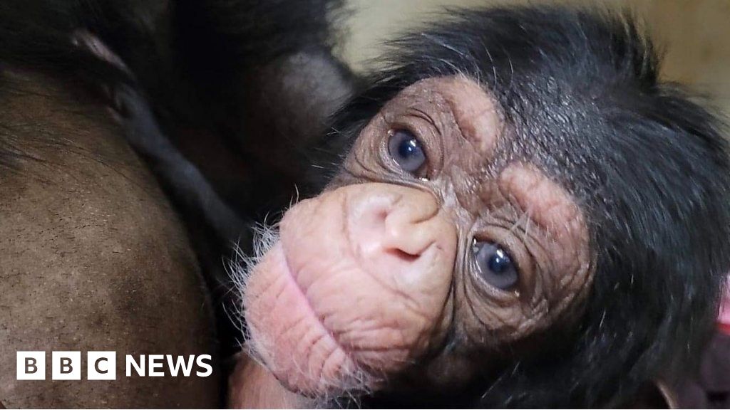 The emotional moment a chimpanzee mum meets newborn