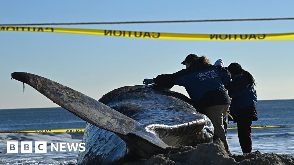 Another whale mysteriously washes ashore on US East Coast