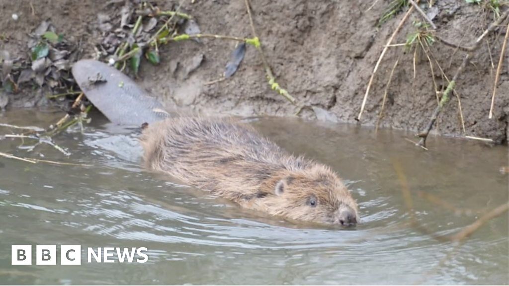 Beavers released into wild in Essex to help manage floods – NewsEverything England