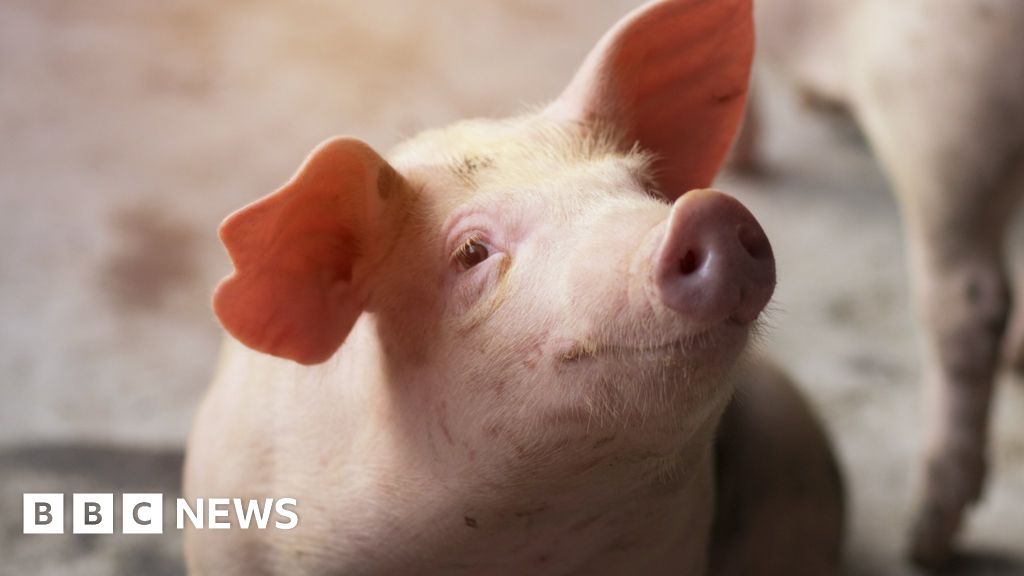 McDonald's defeats Carl Icahn in vote over pigs