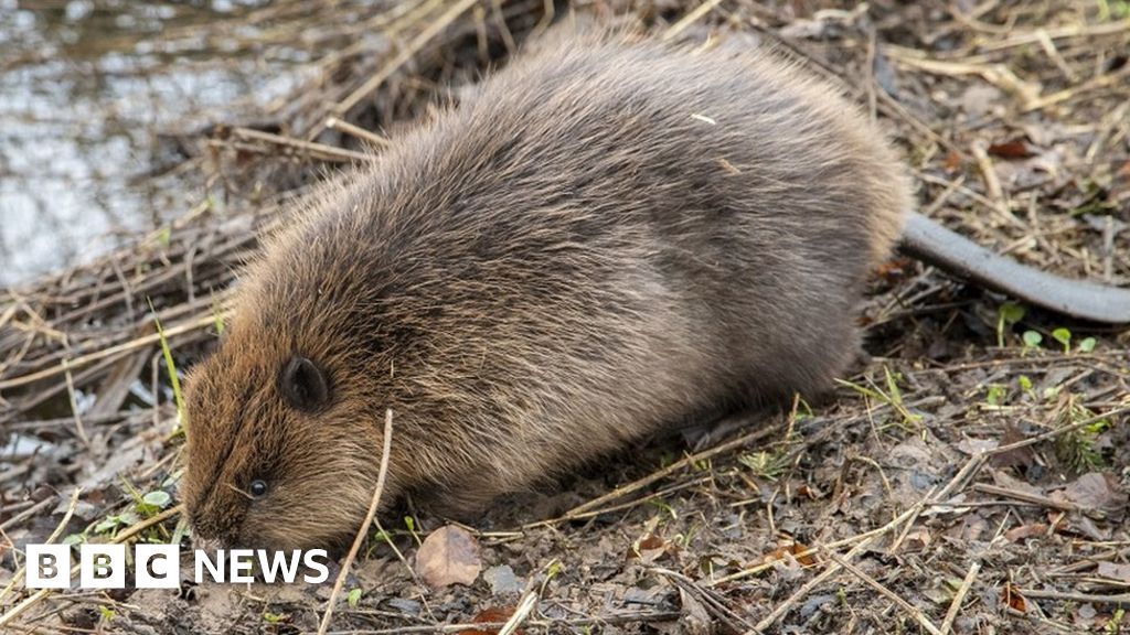 Otter kills younger beavers launched at Loch Lomond