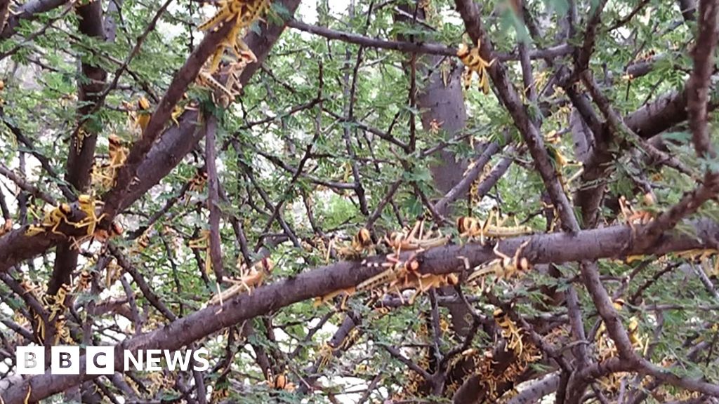 Locust invasion: UN warning for Ethiopia, Kenya, Eritrea and Sudan