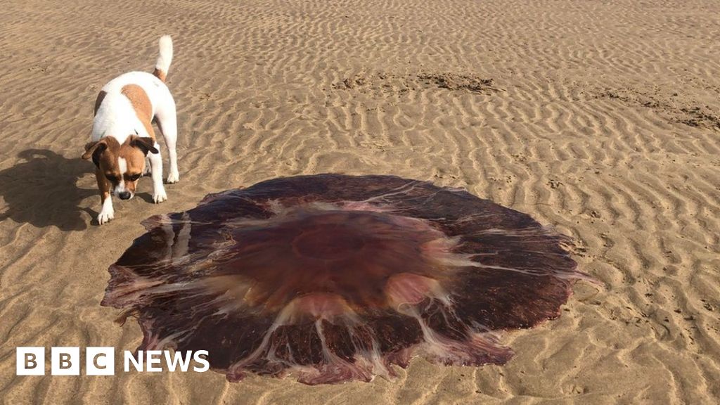 巨大的水母被衝上瓦拉西海灘