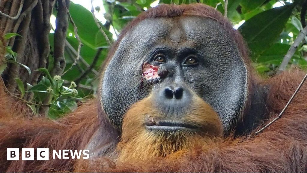 Watch: Wild orangutan treats his own wounds