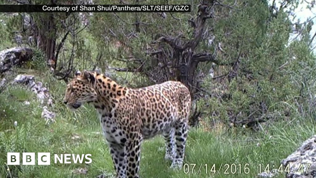 Common leopards 'moving to higher altitudes' - BBC News