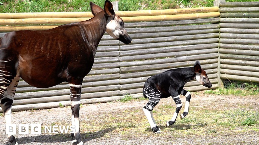 Endangered okapi calf born at Marwell Zoo BBC News
