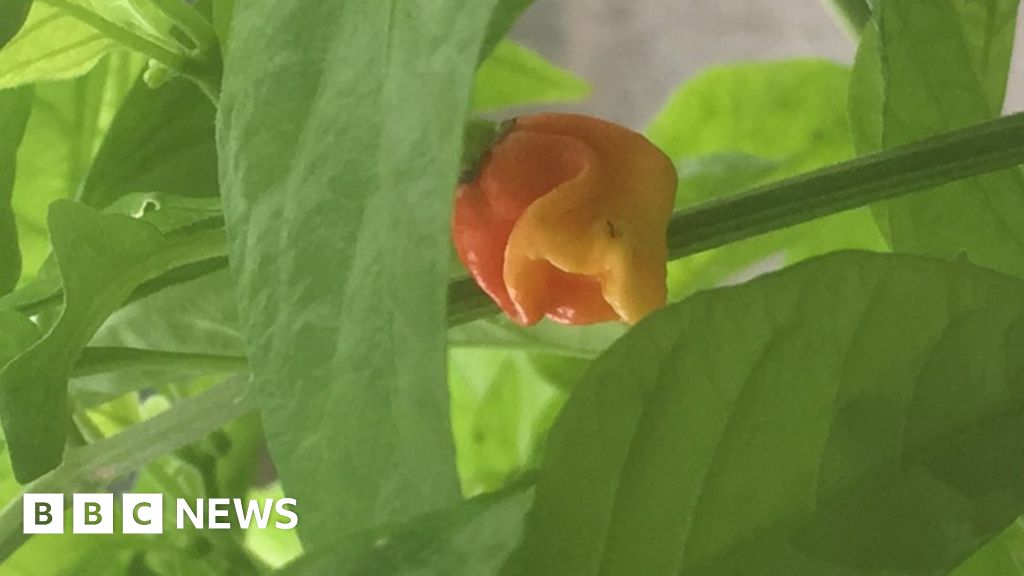 World S Hottest Chilli Pepper Grown In St Asaph c News