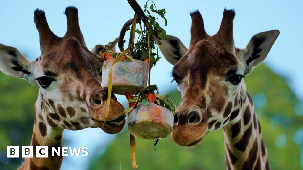 Giant straw animal sculptures go on display at Longleat safari park - BBC  News