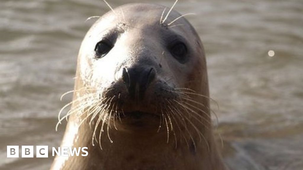 Seal protection area at Ythan designated BBC News