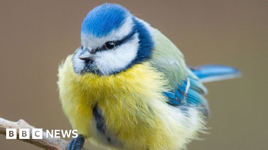 Scottish researchers find climate change is causing birds to breed earlier - BBC News