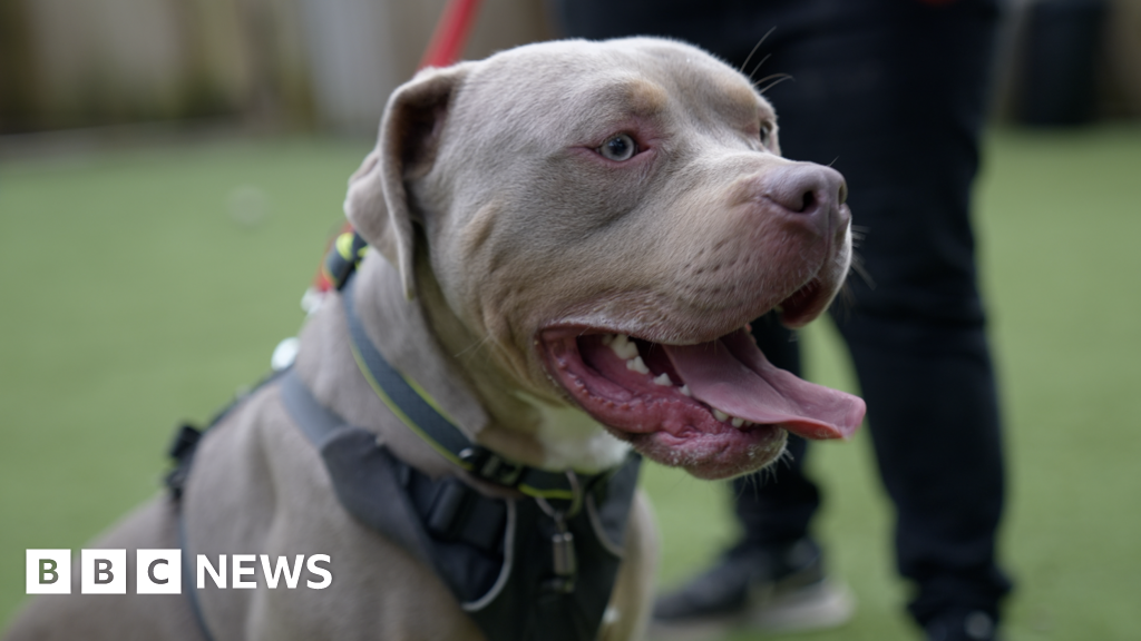 Rescue store american bully