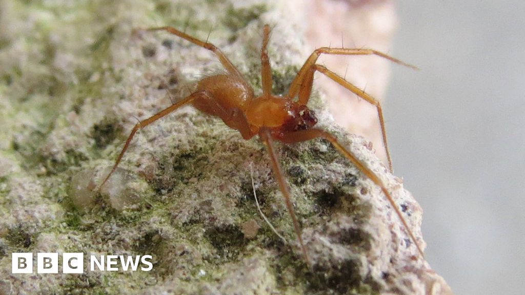 Two Amazingly Tiny Spider Species Found in China