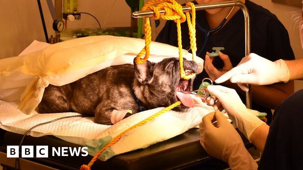 Flat-faced dogs: Battersea carries out most ever operations