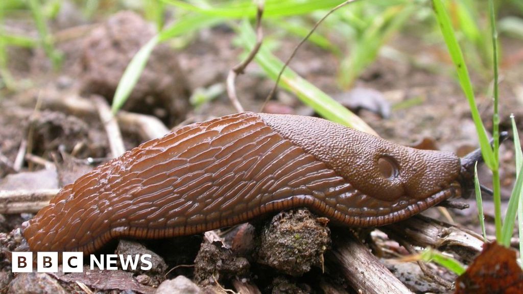 Norsk parti foreslår «slug hour» for å bekjempe invasive skadedyr