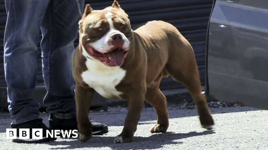 Coventry dog show cancelled after BBC investigation