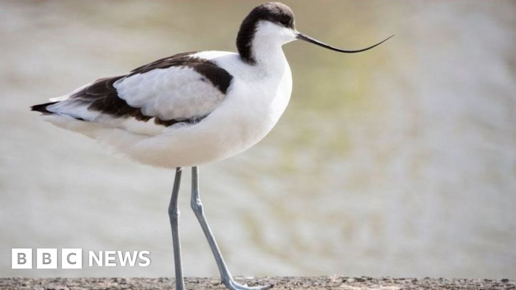 Earth Day: Climate change 'will force wildlife to move or adapt' - BBC News