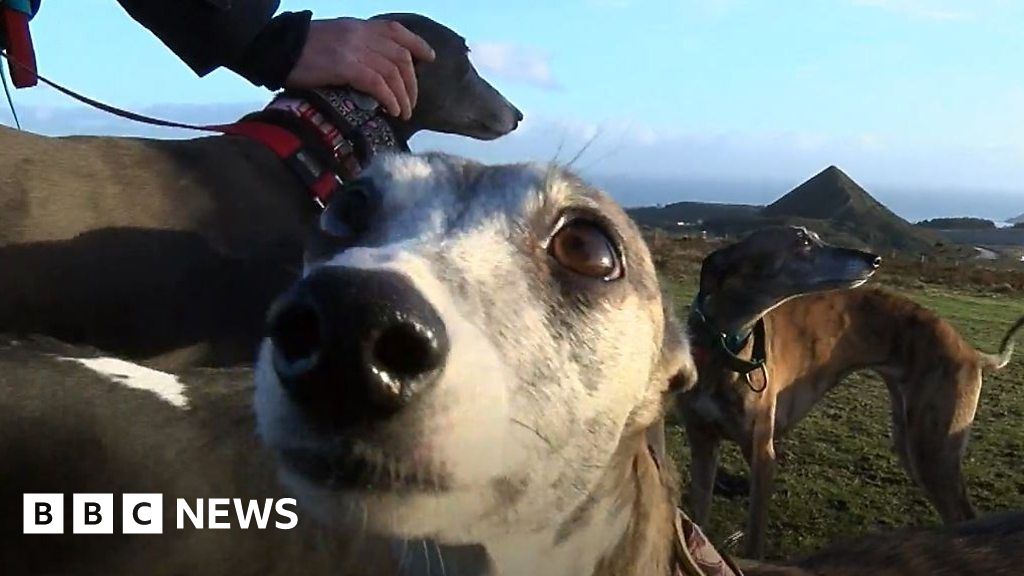 Greyhounds 'We didn't set out to get 19 dogs'