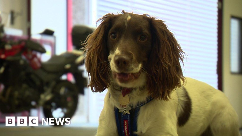 Meet London Fire Brigade's newest four-legged recruit