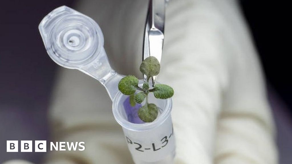 Scientists have grown plants in lunar soil for the first time, an important step towards making long-term stays on the moon possible. "I can'