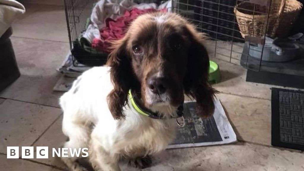 rescue spaniels south west