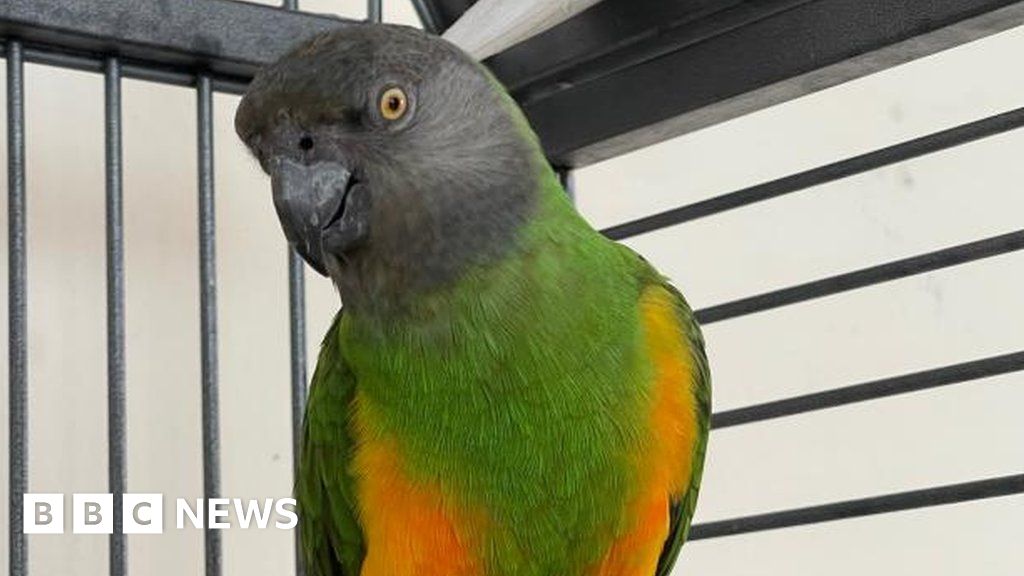 Parrot reunited with owner after seven years - BBC News