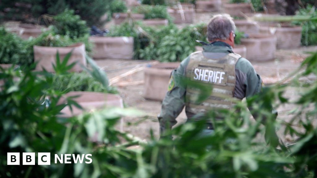 Weed wars California county fights illegal marijuana BBC News