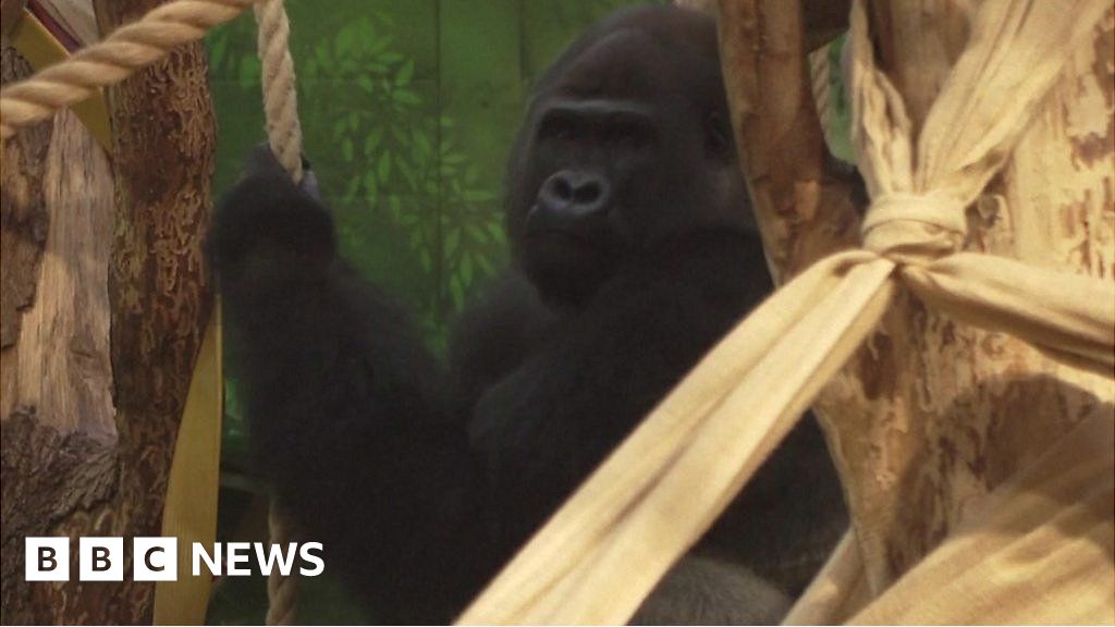 Kiburi the gorilla finds new home at London Zoo