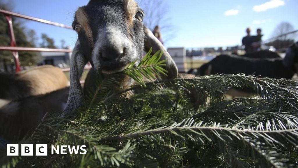 Eat your Christmas tree (and five other top tips)