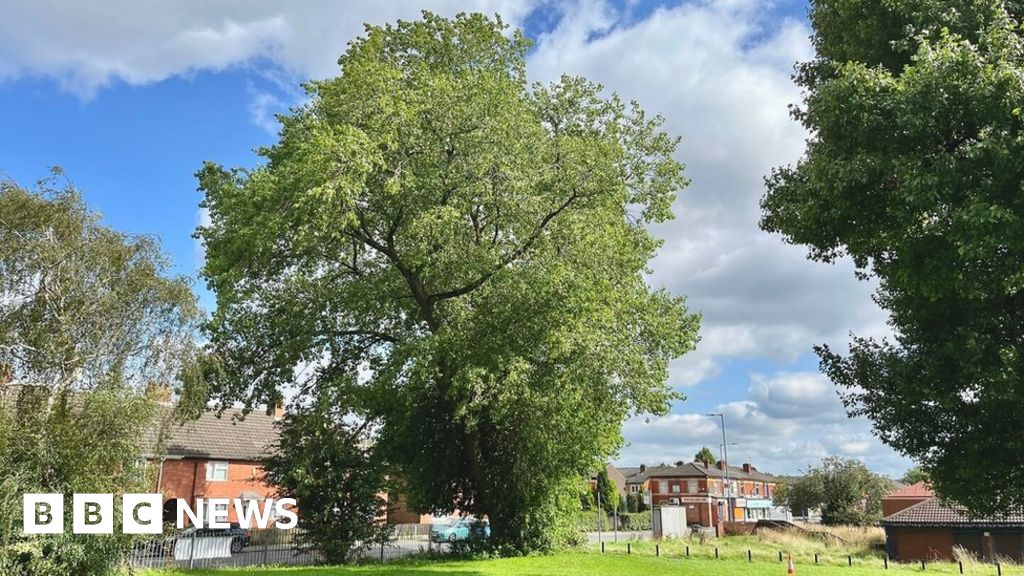 Nellie's Tree wins England's Tree of the Year - BBC News